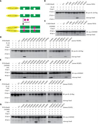NLRP3, NLRP6, and NLRP12 are inflammasomes with distinct expression patterns